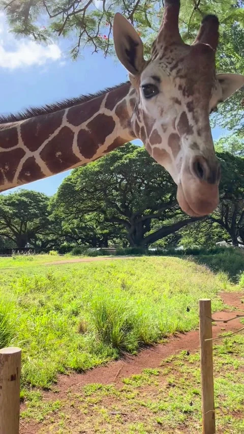 Giraffe Stock Footage 305808427