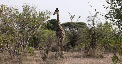 Giraffe 库存影片 314380939