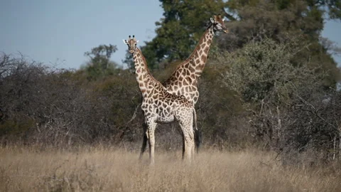 Giraffe Stock Footage 332493289