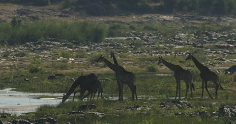 Giraffe in forest with big trees, evening light, sunset. Idyllic giraffe silhoue Stock Footage 166117260