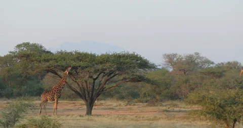 Giraffe in forest with big trees, evening light, sunset. Idyllic giraffe silhoue Stock Footage 166118846