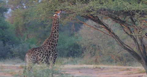 Giraffe in forest with big trees, evening light, sunset. Idyllic giraffe silhoue Stock Footage 166118974