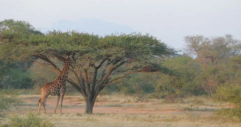 Giraffe in forest with big trees, evening light, sunset. Idyllic giraffe silhoue Video stock 166119206