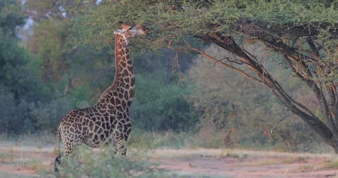 Giraffe in forest with big trees, evening light, sunset. Idyllic giraffe silhoue Vídeos de archivo 166119920