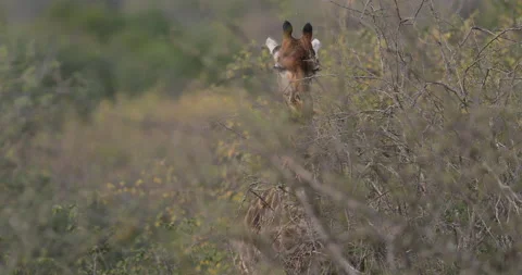 Giraffe in forest with big trees, evening light, sunset. Idyllic giraffe silhoue Video stock 166120055