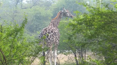 Giraffe in a Forest closeup Stock Footage 47129532