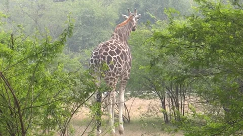 Giraffe in a Forest Video stock 47129628