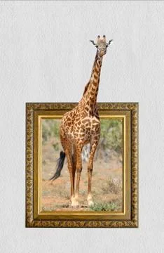 Giraffe in frame with 3d effect Stock-Fotos
