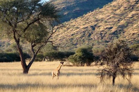 Giraffe front mountains, Namibia, Okapuka Ranch, afternoon, sunshine, Game Stock Photos