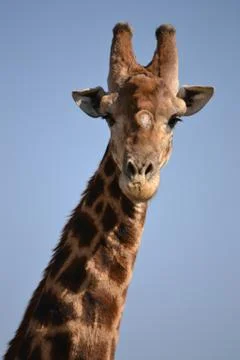 Giraffe Front on Stock Photos