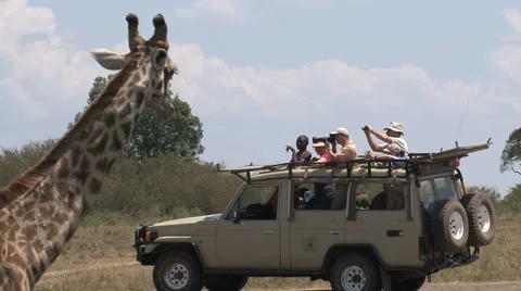 Giraffe in front of safari car Stock Footage