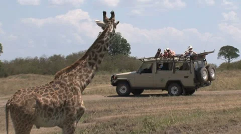 Giraffe in front of safari car Stock Footage