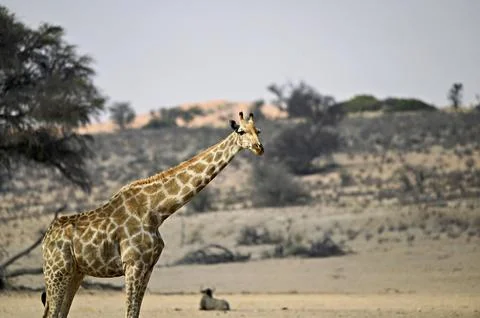 Giraffe in front of a sand dune Stock Photos