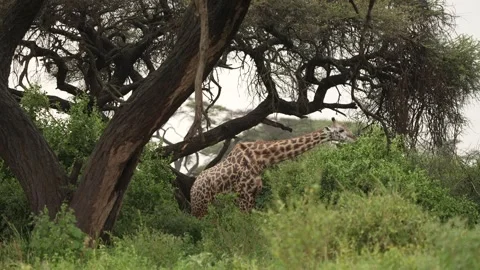 Giraffe Full Body Side View Walking Kenya Safari Stock Footage 333216904