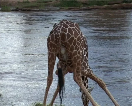 Giraffe in a funny pose, drinking. 스톡 동영상 460368
