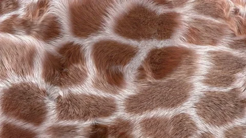 Giraffe Fur Background Stock Footage 144006863