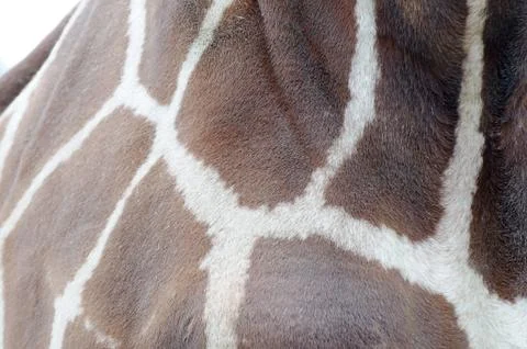 Giraffe fur closeup Stock Photos