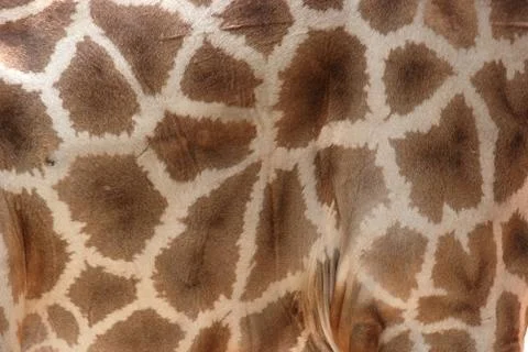 Giraffe fur pattern detail background Stock-Fotos