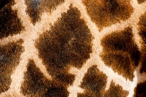 Giraffe fur pattern Stock Photos