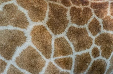 Giraffe fur pattern Stock Photos