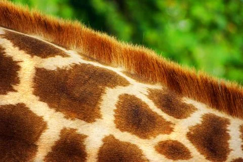 Giraffe fur Stock Photos