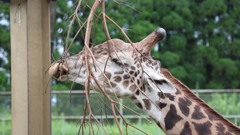 Giraffe gently nibbles branches 库存影片 338011649