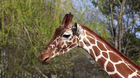 Giraffe, Giraffa camelopardalis is an African even-toed ungulate mammal Stock Footage 330123486