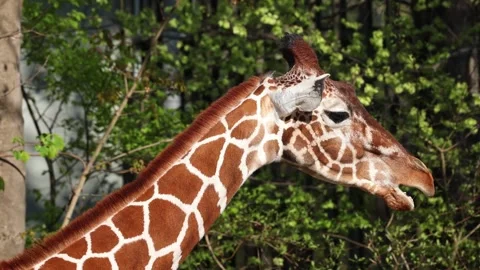 Giraffe, Giraffa camelopardalis is an African even-toed ungulate mammal Stock Footage 330123529
