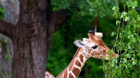 Giraffe, Giraffa camelopardalis is an African even-toed ungulate mammal Stock Footage 330123603