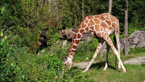 Giraffe, Giraffa camelopardalis is an African even-toed ungulate mammal Stock Footage 330123646