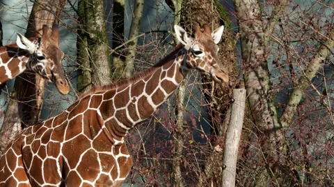 Giraffe, Giraffa camelopardalis is an African even-toed ungulate mammal Stock Footage 330123713