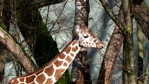 Giraffe, Giraffa camelopardalis is an African even-toed ungulate mammal Stock Footage 336794397