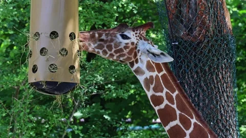 Giraffe, Giraffa camelopardalis is an African even-toed ungulate mammal Stock Footage 339143156
