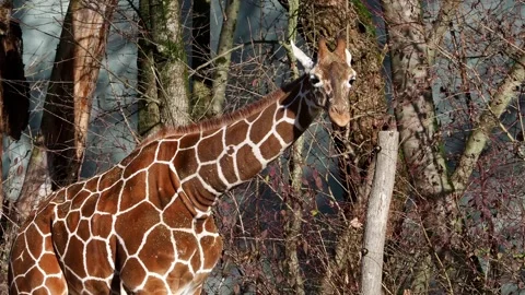Giraffe, Giraffa camelopardalis is an African even-toed ungulate mammal Stock Footage 339143194