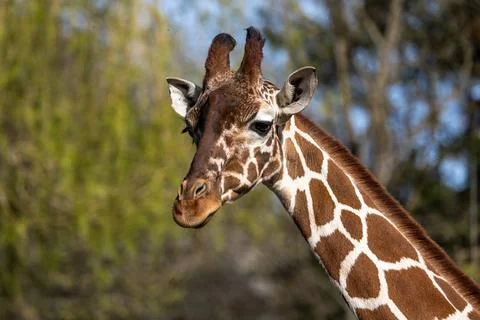 The giraffe, Giraffa camelopardalis is an African mammal Stock Photos
