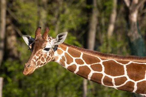 The giraffe, Giraffa camelopardalis is an African mammal Stock Photos