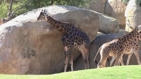 Giraffe (Giraffa camelopardalis) is on the background of large stones Stock Footage 101164637