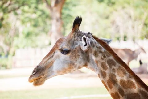 Giraffe, "Giraffa camelopardalis" close up head Stock-Fotos
