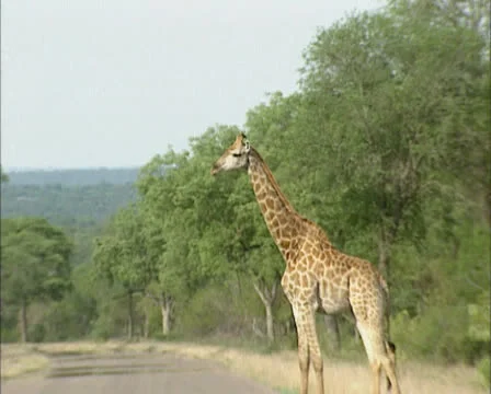 Giraffe (Giraffa camelopardalis)  crossing road in Africa Stock Footage 24444071