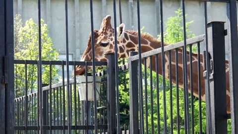 Giraffe (Giraffa camelopardalis) drinks water at zoo. Stock Footage 79687150