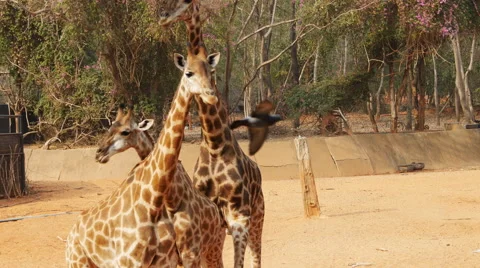 Giraffe (giraffa camelopardalis) Video stock 61113090