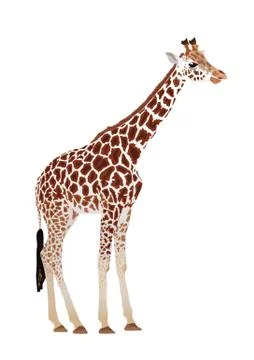 Giraffe (Giraffa camelopardalis) Stock Illustration