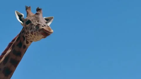 Giraffe giraffa camelopardalis looking at camera african wildlife in zoologist Stock Footage 237509066