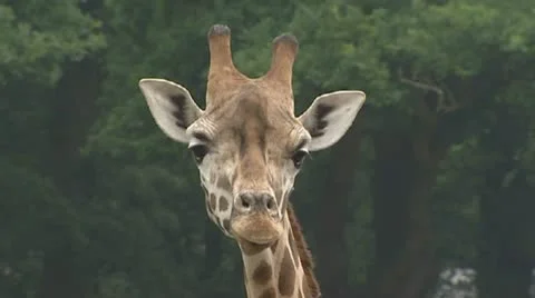 Giraffe, giraffa camelopardalis, medium shot Stock Footage