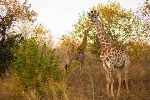 Giraffe (giraffa camelopardalis) Stock Photos