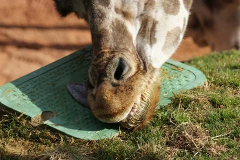 Giraffe - Giraffa camelopardalis Foto stock