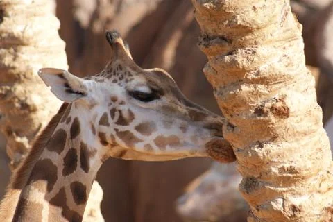 Giraffe - Giraffa camelopardalis Foto stock
