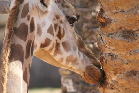 Giraffe - Giraffa camelopardalis Stock Photos