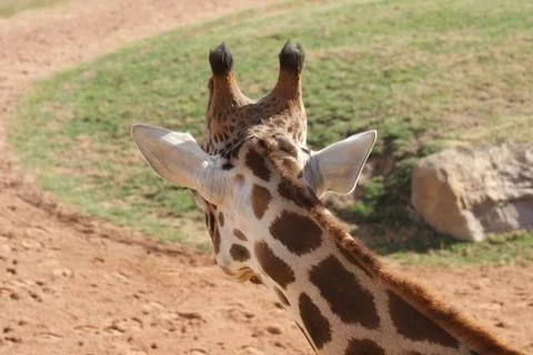 Giraffe - Giraffa camelopardalis Stock Photos