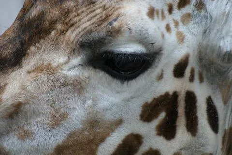 Giraffe - Giraffa camelopardalis Foto stock